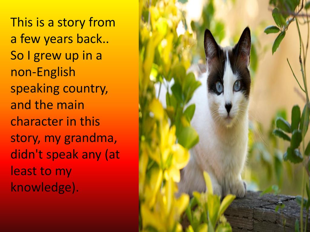 Chronicous is a story based site you can find online Funny short